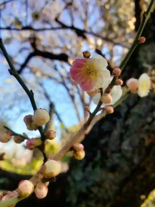 新井天神北野神社(東京都)