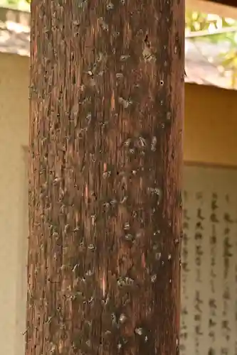 西光寺(埼玉県)