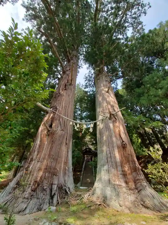 夏井諏訪神社の自然