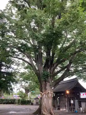 松本神社(長野県)