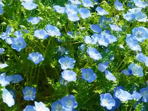 古宮神社(大阪府)