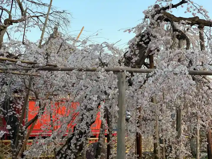 西光院(浄楽寺)の自然