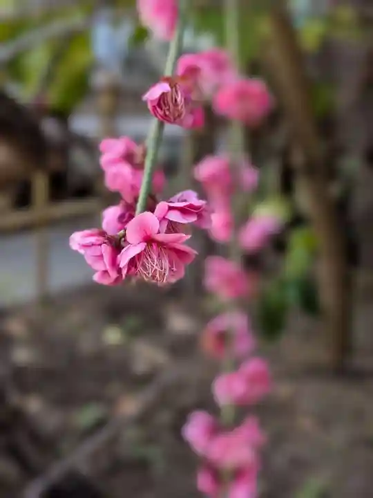 成子天神社(東京都)
