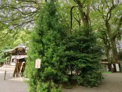 大宮八幡宮の{uncategorized: "未分類", other: "その他", undefined: "問題あり", building: "その他建物", grave: "お墓", sacred_gate: "鳥居", guardian: "狛犬", statue: "像", buddha: "仏像", history: "歴史", nature: "自然", garden: "庭園", animal: "動物", pagoda: "塔", temizu: "手水舎", mountain_gate: "山門・神門", sanctuary: "本殿・本堂", subordinate: "末社・摂社", art: "芸術", scenery: "景色", jizo: "地蔵", ema: "絵馬", goshuin: "御朱印", omikuji: "おみくじ", items: "授与品その他", amulet: "お守り", goshuincho: "御朱印帳", eats: "食事", festival: "お祭り", votive_dance: "神楽", shichigosan: "七五三参", wedding: "結婚式", experience: "体験その他", initially: "初詣", around: "周辺", anti_infection: "感染症対策"}