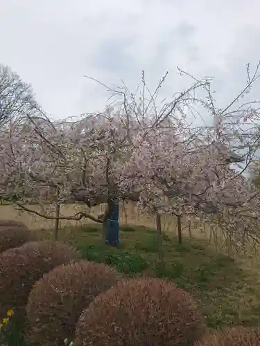 善長寺の庭園