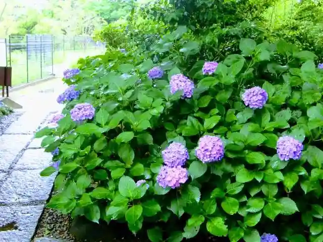 菊田神社の自然