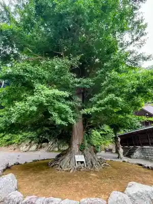 安房神社の{uncategorized: "未分類", other: "その他", undefined: "問題あり", building: "その他建物", grave: "お墓", sacred_gate: "鳥居", guardian: "狛犬", statue: "像", buddha: "仏像", history: "歴史", nature: "自然", garden: "庭園", animal: "動物", pagoda: "塔", temizu: "手水舎", mountain_gate: "山門・神門", sanctuary: "本殿・本堂", subordinate: "末社・摂社", art: "芸術", scenery: "景色", jizo: "地蔵", ema: "絵馬", goshuin: "御朱印", omikuji: "おみくじ", items: "授与品その他", amulet: "お守り", goshuincho: "御朱印帳", eats: "食事", festival: "お祭り", votive_dance: "神楽", shichigosan: "七五三参", wedding: "結婚式", experience: "体験その他", initially: "初詣", around: "周辺", anti_infection: "感染症対策"}