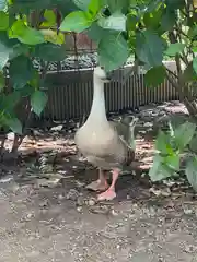 楽法寺（雨引観音）の動物