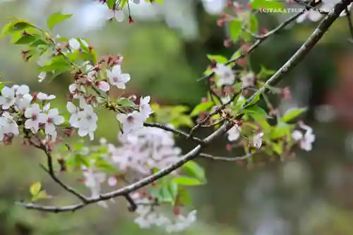 静岡浅間神社の自然
