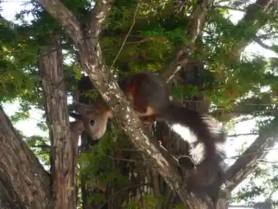 留辺蘂神社の動物