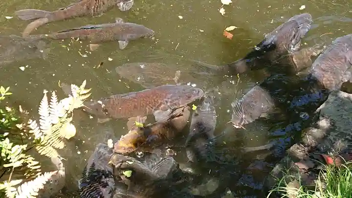 報徳二宮神社の動物