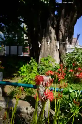 磐井神社(東京都)
