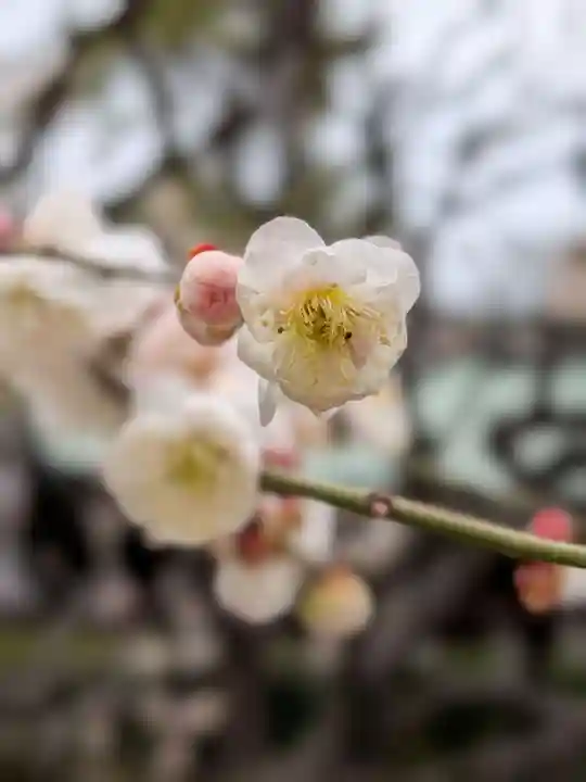 布多天神社(東京都)
