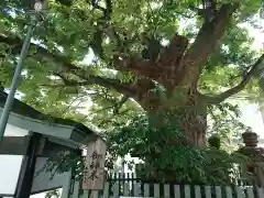 二宮神社の自然