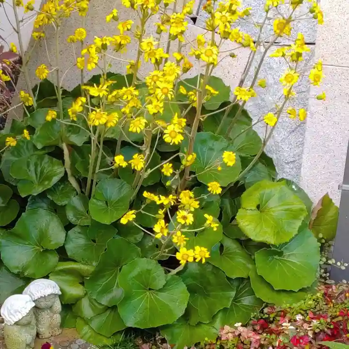 寿量山 速成寺の自然