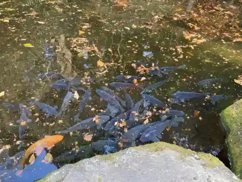 箱根神社の動物