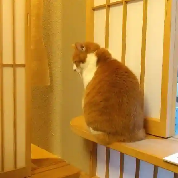 五十稲荷神社(栄寿稲荷神社)の動物