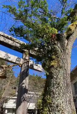 天鷹神社(岐阜県)