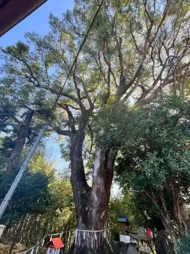 芳養八幡神社の{uncategorized: "未分類", other: "その他", undefined: "問題あり", building: "その他建物", grave: "お墓", sacred_gate: "鳥居", guardian: "狛犬", statue: "像", buddha: "仏像", history: "歴史", nature: "自然", garden: "庭園", animal: "動物", pagoda: "塔", temizu: "手水舎", mountain_gate: "山門・神門", sanctuary: "本殿・本堂", subordinate: "末社・摂社", art: "芸術", scenery: "景色", jizo: "地蔵", ema: "絵馬", goshuin: "御朱印", omikuji: "おみくじ", items: "授与品その他", amulet: "お守り", goshuincho: "御朱印帳", eats: "食事", festival: "お祭り", votive_dance: "神楽", shichigosan: "七五三参", wedding: "結婚式", experience: "体験その他", initially: "初詣", around: "周辺", anti_infection: "感染症対策"}