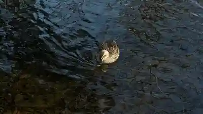 出羽国分寺薬師堂(山形県)