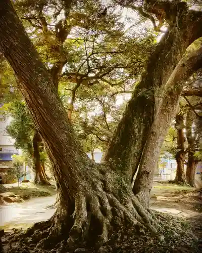 水神社の自然