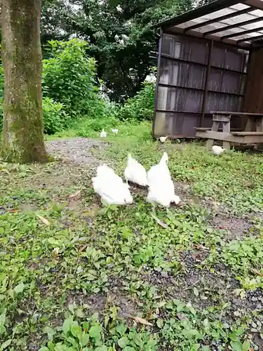 高屋敷稲荷神社の動物