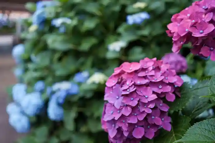 白山神社の自然
