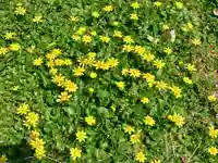 龍尾神社(静岡県)