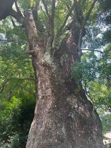 五所神社の{uncategorized: "未分類", other: "その他", undefined: "問題あり", building: "その他建物", grave: "お墓", sacred_gate: "鳥居", guardian: "狛犬", statue: "像", buddha: "仏像", history: "歴史", nature: "自然", garden: "庭園", animal: "動物", pagoda: "塔", temizu: "手水舎", mountain_gate: "山門・神門", sanctuary: "本殿・本堂", subordinate: "末社・摂社", art: "芸術", scenery: "景色", jizo: "地蔵", ema: "絵馬", goshuin: "御朱印", omikuji: "おみくじ", items: "授与品その他", amulet: "お守り", goshuincho: "御朱印帳", eats: "食事", festival: "お祭り", votive_dance: "神楽", shichigosan: "七五三参", wedding: "結婚式", experience: "体験その他", initially: "初詣", around: "周辺", anti_infection: "感染症対策"}