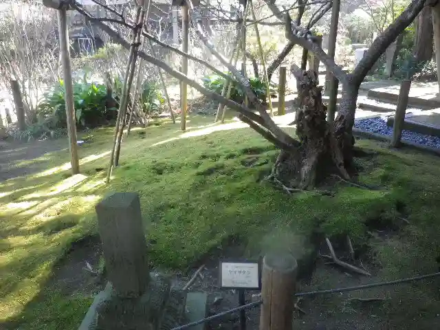 安國論寺(安国論寺)の庭園