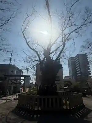 高城神社の{uncategorized: "未分類", other: "その他", undefined: "問題あり", building: "その他建物", grave: "お墓", sacred_gate: "鳥居", guardian: "狛犬", statue: "像", buddha: "仏像", history: "歴史", nature: "自然", garden: "庭園", animal: "動物", pagoda: "塔", temizu: "手水舎", mountain_gate: "山門・神門", sanctuary: "本殿・本堂", subordinate: "末社・摂社", art: "芸術", scenery: "景色", jizo: "地蔵", ema: "絵馬", goshuin: "御朱印", omikuji: "おみくじ", items: "授与品その他", amulet: "お守り", goshuincho: "御朱印帳", eats: "食事", festival: "お祭り", votive_dance: "神楽", shichigosan: "七五三参", wedding: "結婚式", experience: "体験その他", initially: "初詣", around: "周辺", anti_infection: "感染症対策"}