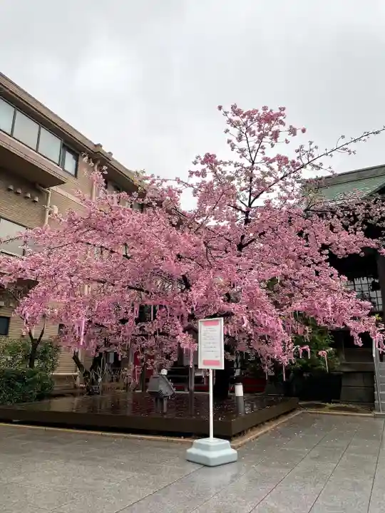桜神宮(東京都)