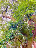 飛龍神社(茨城県)