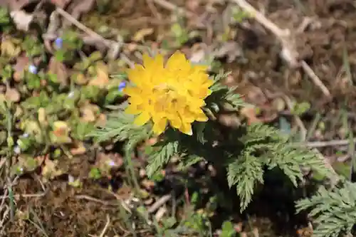 関場神社の自然