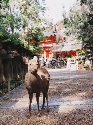 春日大社の{uncategorized: "未分類", other: "その他", undefined: "問題あり", building: "その他建物", grave: "お墓", sacred_gate: "鳥居", guardian: "狛犬", statue: "像", buddha: "仏像", history: "歴史", nature: "自然", garden: "庭園", animal: "動物", pagoda: "塔", temizu: "手水舎", mountain_gate: "山門・神門", sanctuary: "本殿・本堂", subordinate: "末社・摂社", art: "芸術", scenery: "景色", jizo: "地蔵", ema: "絵馬", goshuin: "御朱印", omikuji: "おみくじ", items: "授与品その他", amulet: "お守り", goshuincho: "御朱印帳", eats: "食事", festival: "お祭り", votive_dance: "神楽", shichigosan: "七五三参", wedding: "結婚式", experience: "体験その他", initially: "初詣", around: "周辺", anti_infection: "感染症対策"}