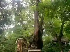 來宮神社(静岡県)