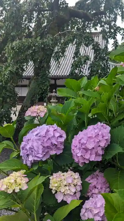 知恩院(京都府)