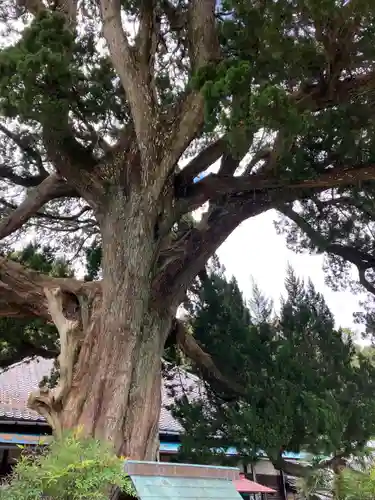 大善院（観蓮寺大善院）(愛知県)