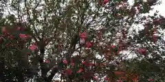 平野神社の自然