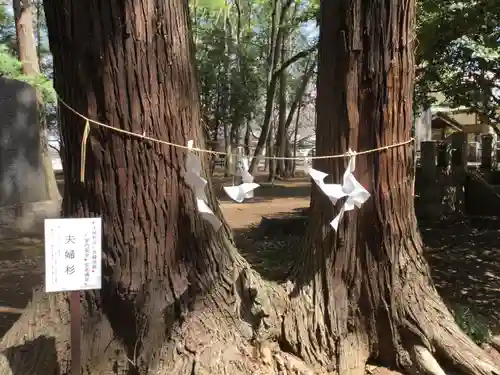 東蕗田天満社の自然