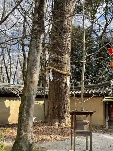 河合神社（鴨川合坐小社宅神社）の自然