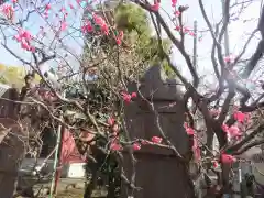 亀戸天神社の自然