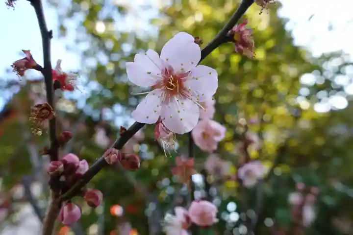 菅原天満宮(菅原神社)の自然