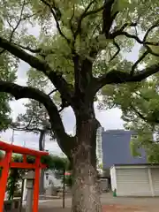 止止呂支比売命神社(大阪府)