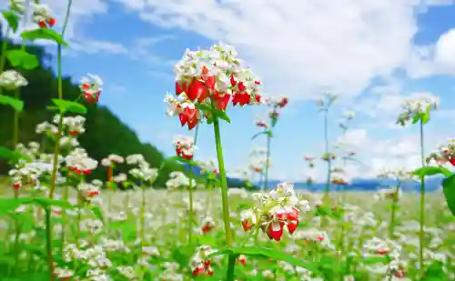 国宝 大法寺(長野県)