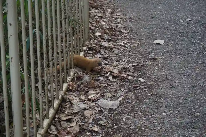 諏訪神社・諏訪山稲荷神社の動物