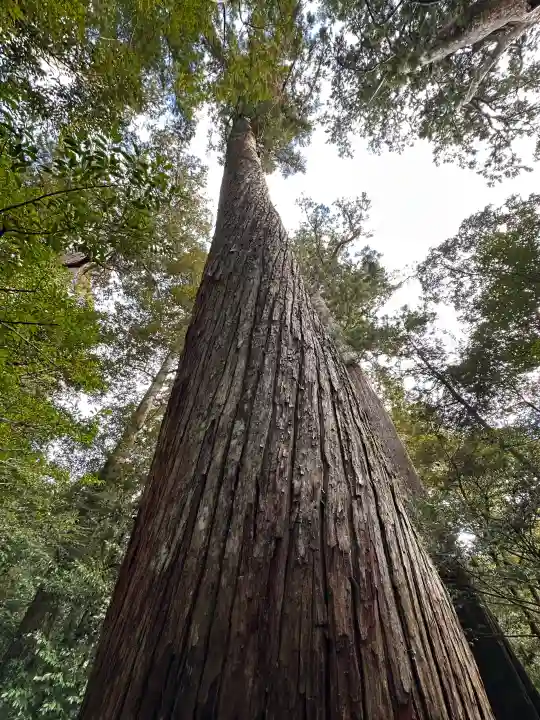 瀧原宮(皇大神宮別宮)の{uncategorized: "未分類", other: "その他", undefined: "問題あり", building: "その他建物", grave: "お墓", sacred_gate: "鳥居", guardian: "狛犬", statue: "像", buddha: "仏像", history: "歴史", nature: "自然", garden: "庭園", animal: "動物", pagoda: "塔", temizu: "手水舎", mountain_gate: "山門・神門", sanctuary: "本殿・本堂", subordinate: "末社・摂社", art: "芸術", scenery: "景色", jizo: "地蔵", ema: "絵馬", goshuin: "御朱印", omikuji: "おみくじ", items: "授与品その他", amulet: "お守り", goshuincho: "御朱印帳", eats: "食事", festival: "お祭り", votive_dance: "神楽", shichigosan: "七五三参", wedding: "結婚式", experience: "体験その他", initially: "初詣", around: "周辺", anti_infection: "感染症対策"}