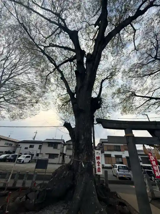 諏訪神社の{uncategorized: "未分類", other: "その他", undefined: "問題あり", building: "その他建物", grave: "お墓", sacred_gate: "鳥居", guardian: "狛犬", statue: "像", buddha: "仏像", history: "歴史", nature: "自然", garden: "庭園", animal: "動物", pagoda: "塔", temizu: "手水舎", mountain_gate: "山門・神門", sanctuary: "本殿・本堂", subordinate: "末社・摂社", art: "芸術", scenery: "景色", jizo: "地蔵", ema: "絵馬", goshuin: "御朱印", omikuji: "おみくじ", items: "授与品その他", amulet: "お守り", goshuincho: "御朱印帳", eats: "食事", festival: "お祭り", votive_dance: "神楽", shichigosan: "七五三参", wedding: "結婚式", experience: "体験その他", initially: "初詣", around: "周辺", anti_infection: "感染症対策"}