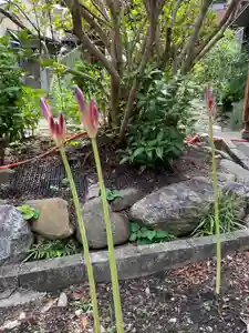 紫雲山 大泉寺の自然(2021年08月06日(金) 20時54分11秒投稿)