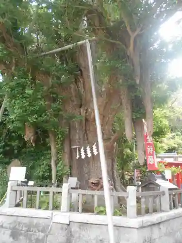 海南神社の自然